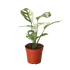 Monstera Adansonii &