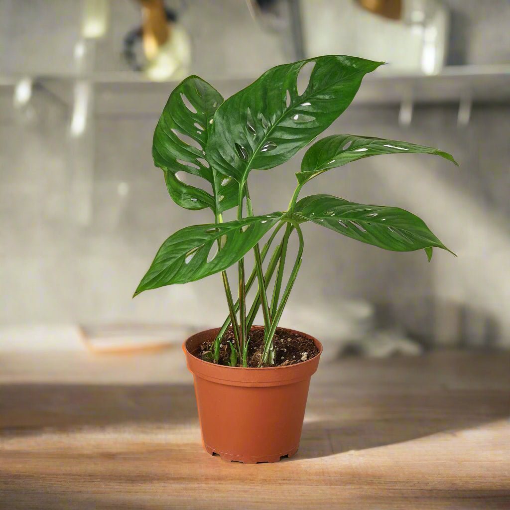 Monstera Adansonii &