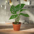 Monstera Adansonii &