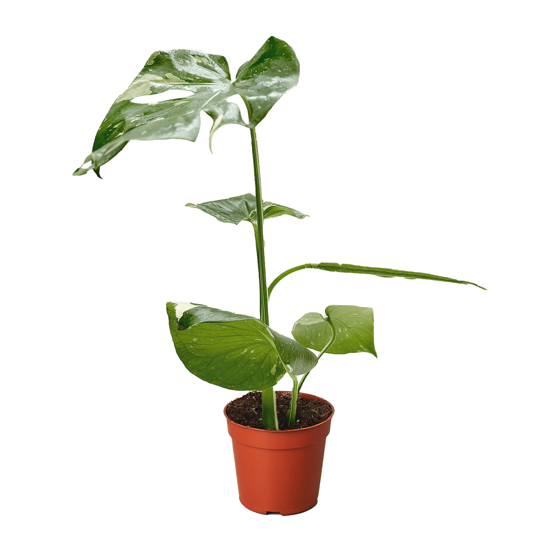 Monstera &