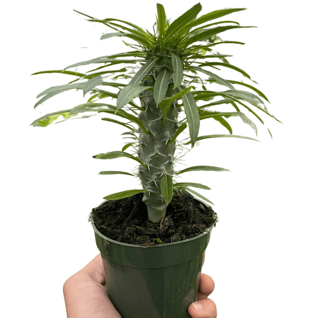 Pachypodium &