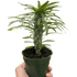 Pachypodium &