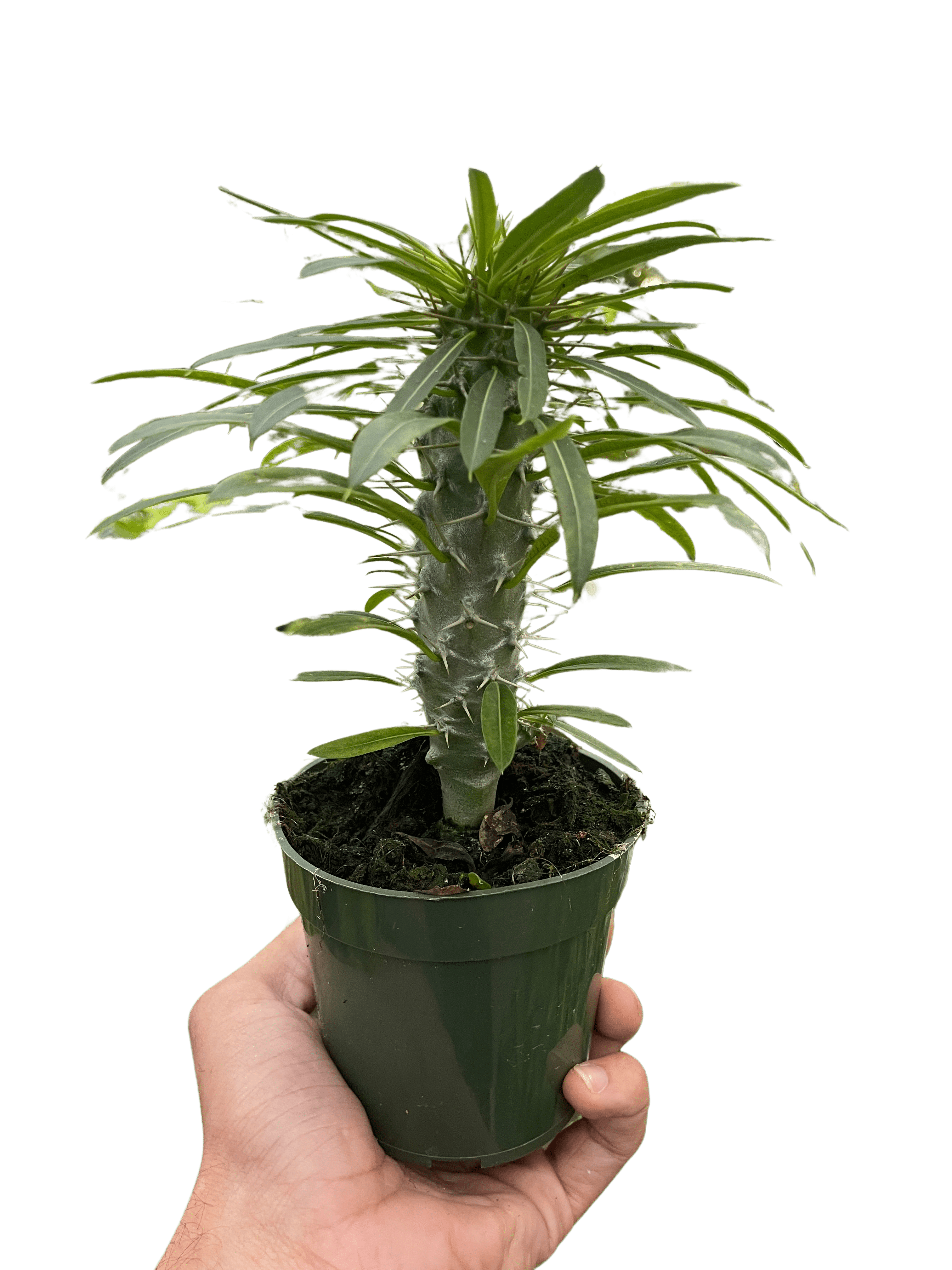 Pachypodium &