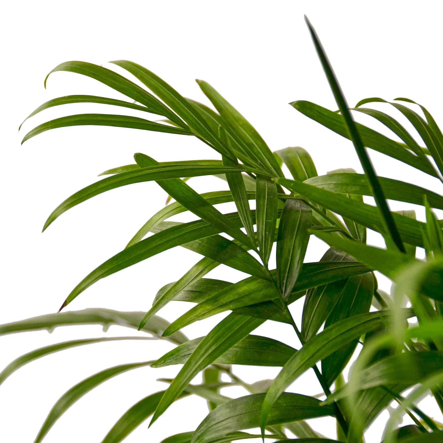 Parlor Palm - Ethereal Company-Indoor Plants