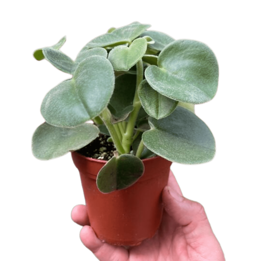 Peperomia &