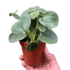 Peperomia &