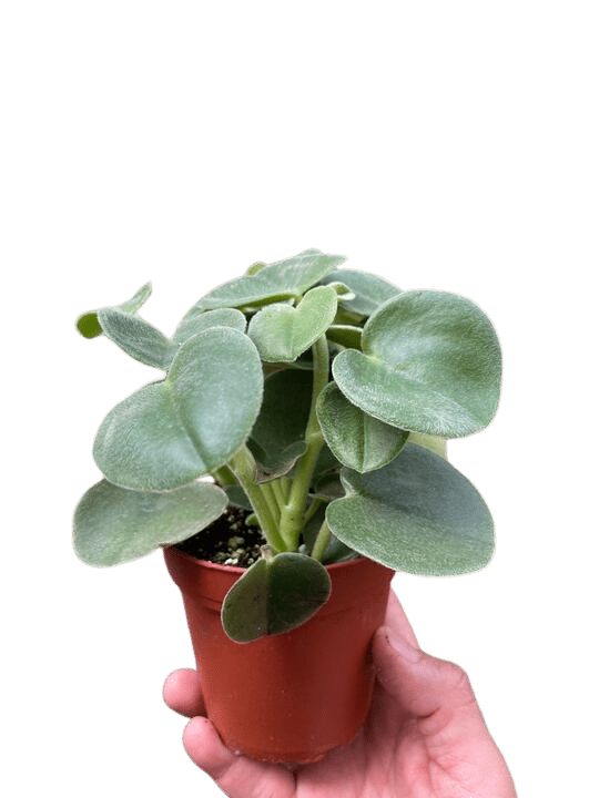 Peperomia &