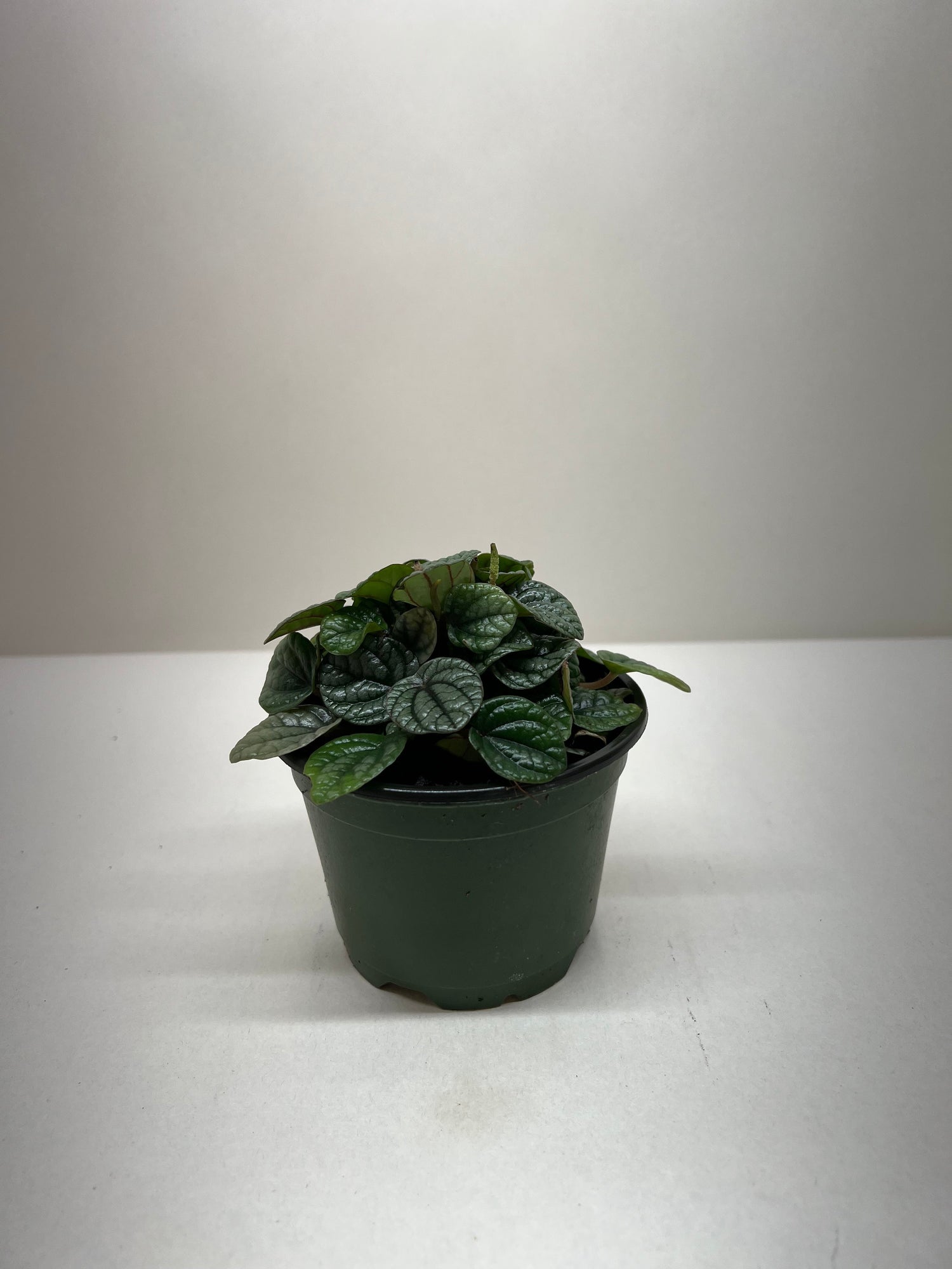 Peperomia Greyhound - Ethereal Company-Indoor Plants