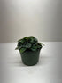 Peperomia Greyhound - Ethereal Company-Indoor Plants
