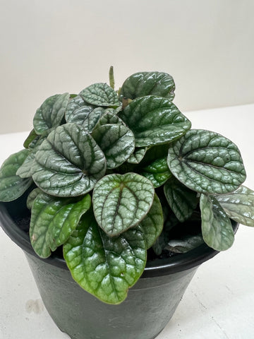 Peperomia Greyhound - Ethereal Company-Indoor Plants