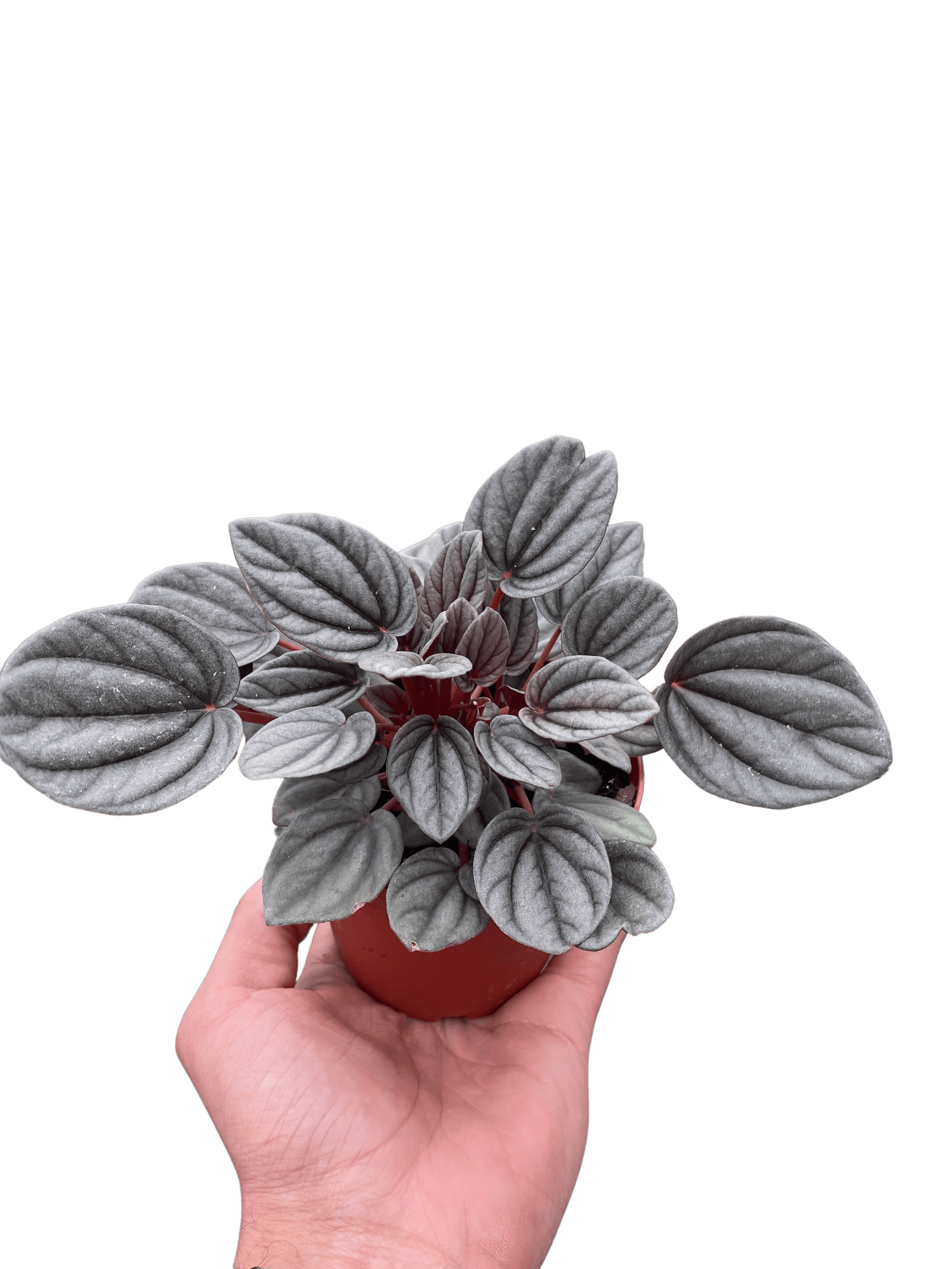 Peperomia &