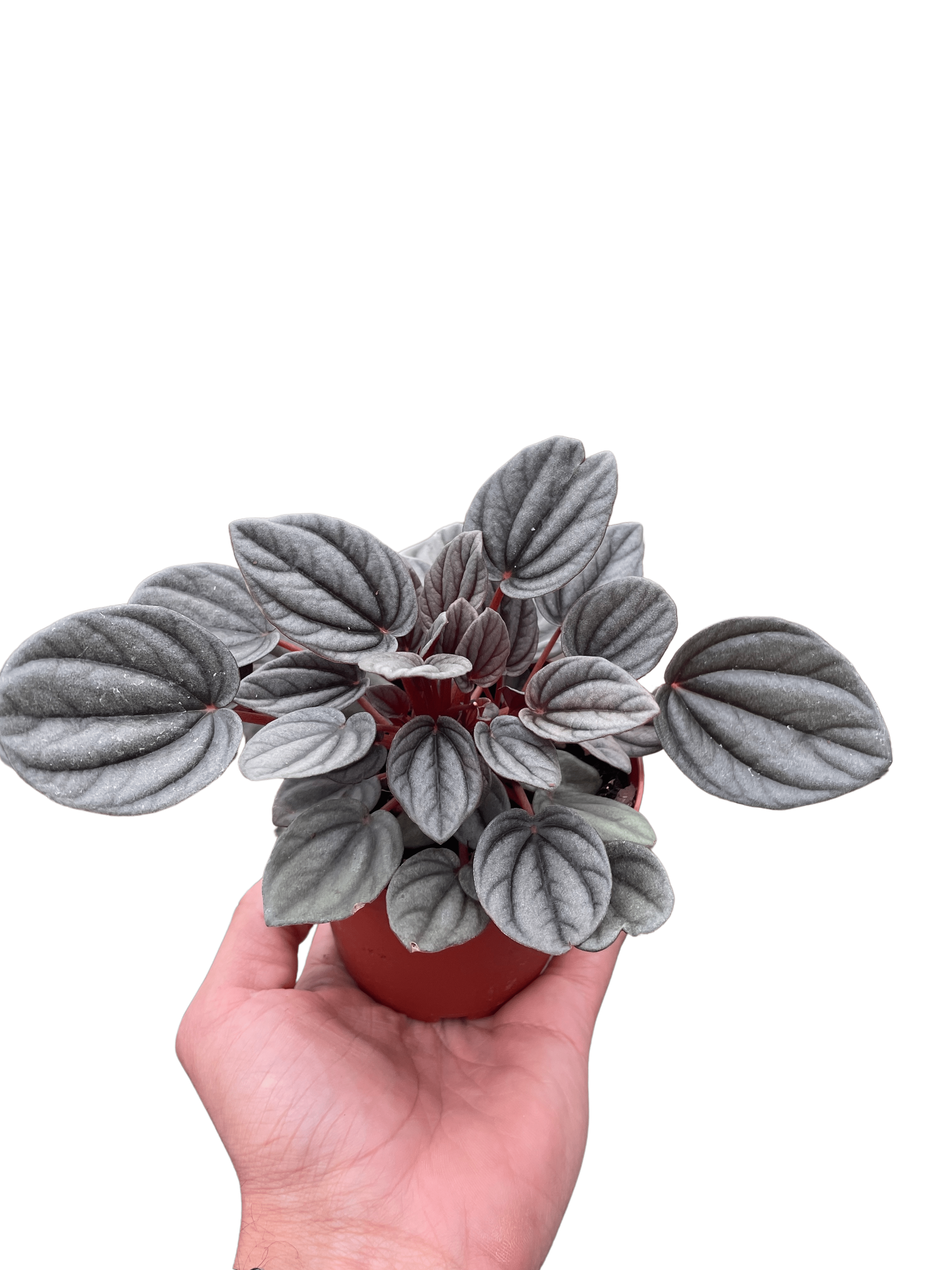 Peperomia &