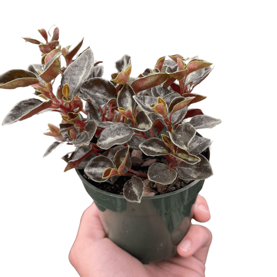 Peperomia &