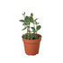 Peperomia &