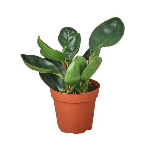 Peperomia Red Edge - Ethereal Company-Indoor Plants