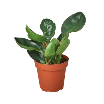 Peperomia Red Edge - Ethereal Company-Indoor Plants