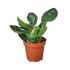 Peperomia Red Edge - Ethereal Company-Indoor Plants