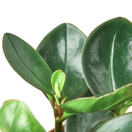 Peperomia Red Edge - Ethereal Company-Indoor Plants