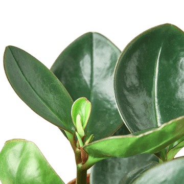 Peperomia Red Edge - Ethereal Company-Indoor Plants