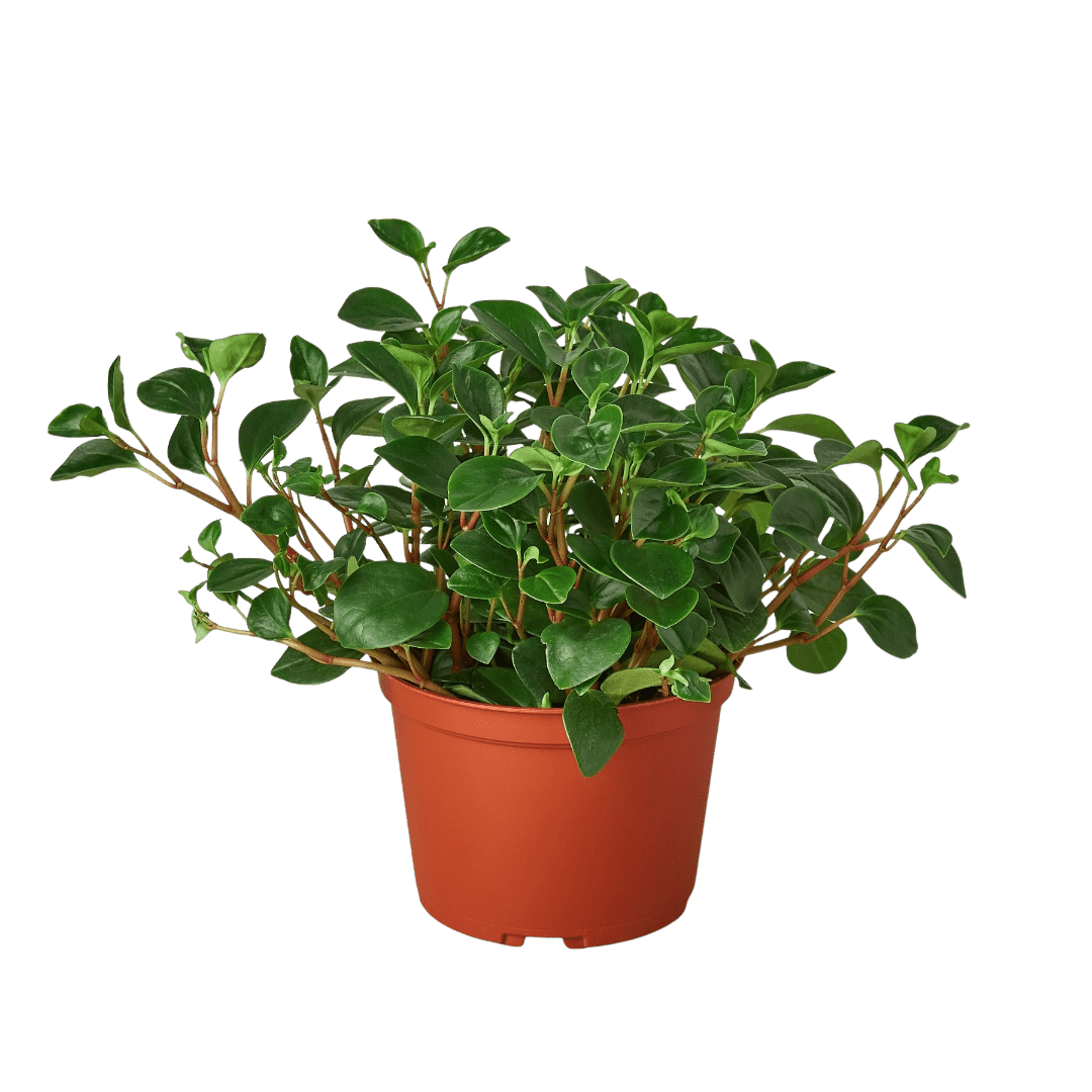 Peperomia &