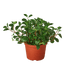 Peperomia &