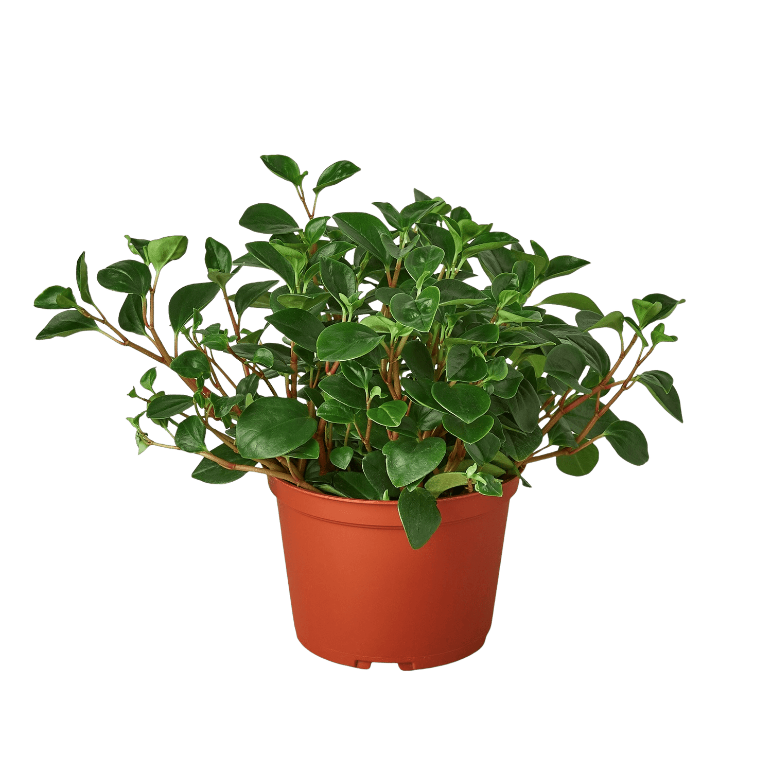 Peperomia &