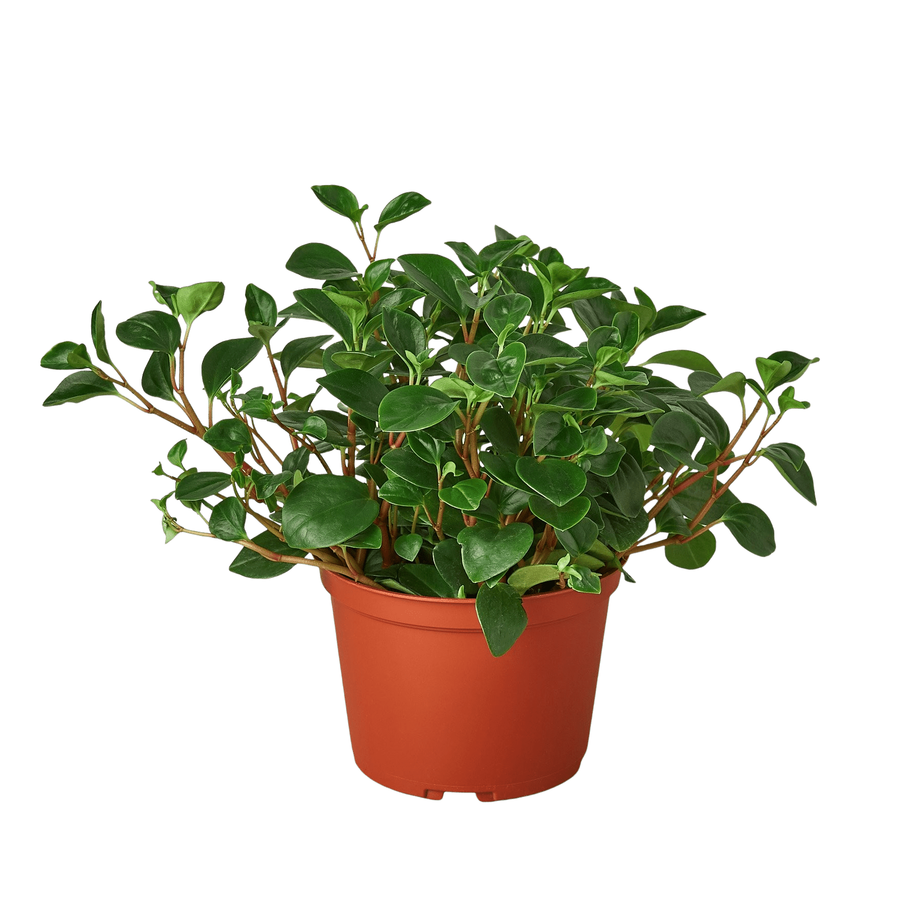 Peperomia &