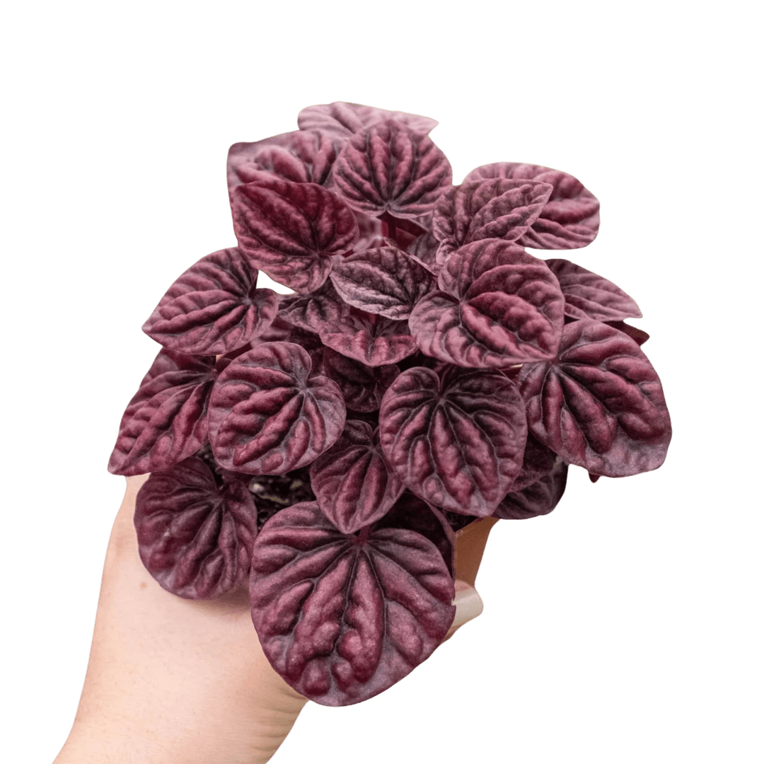 Peperomia &
