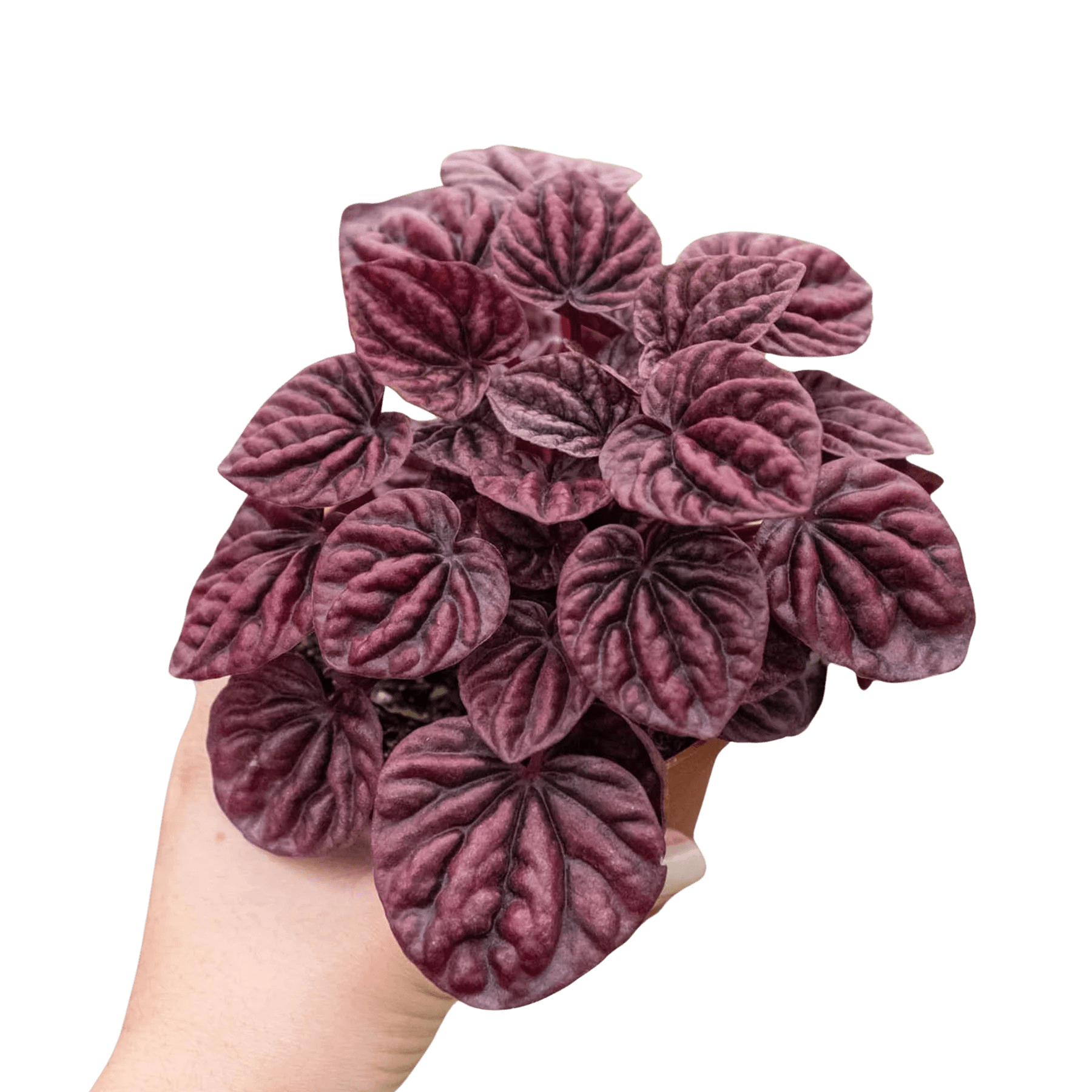 Peperomia &