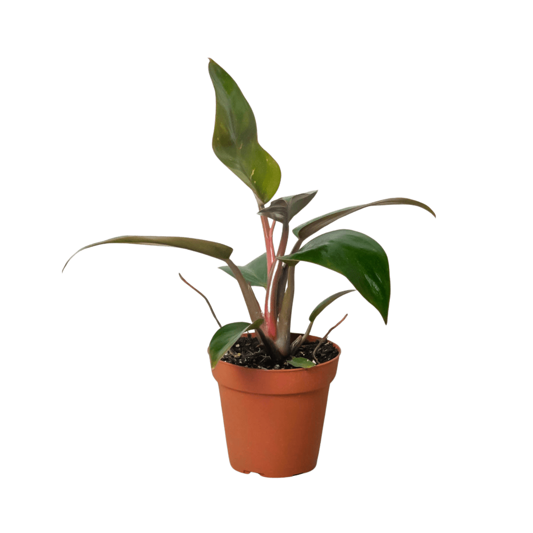 Philodendron &