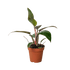 Philodendron &