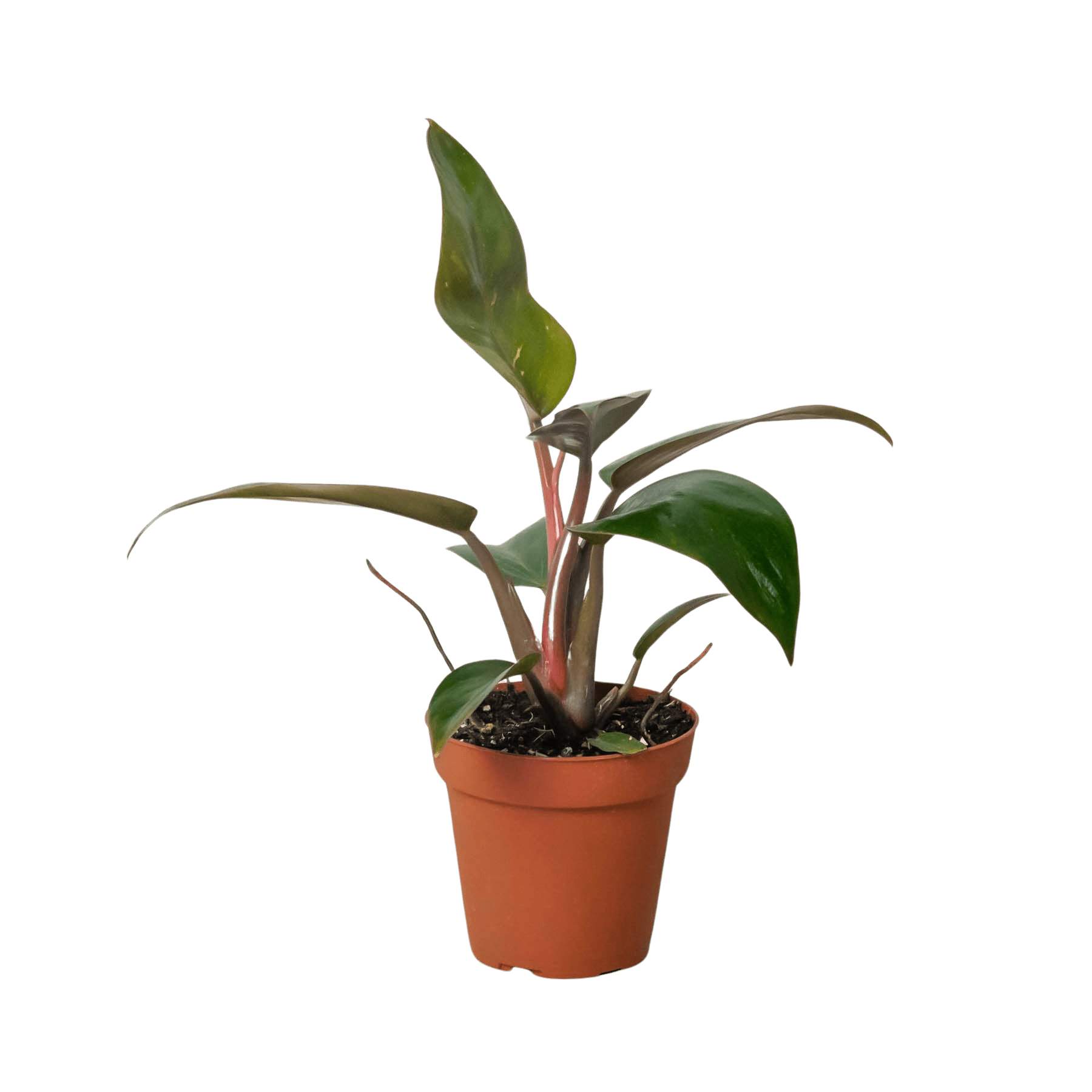Philodendron &