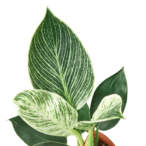 Philodendron &