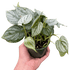 Philodendron &