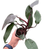 Philodendron &