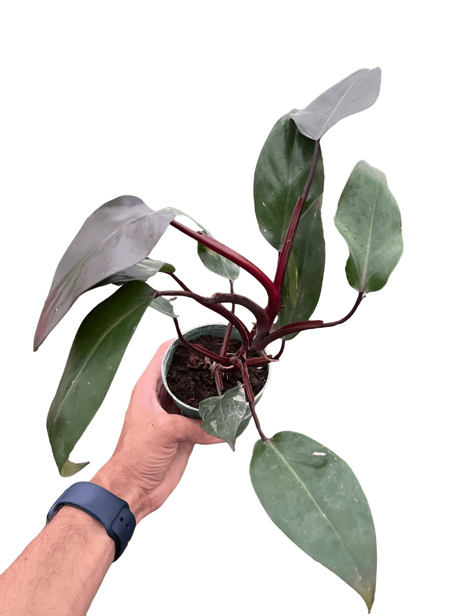 Philodendron &