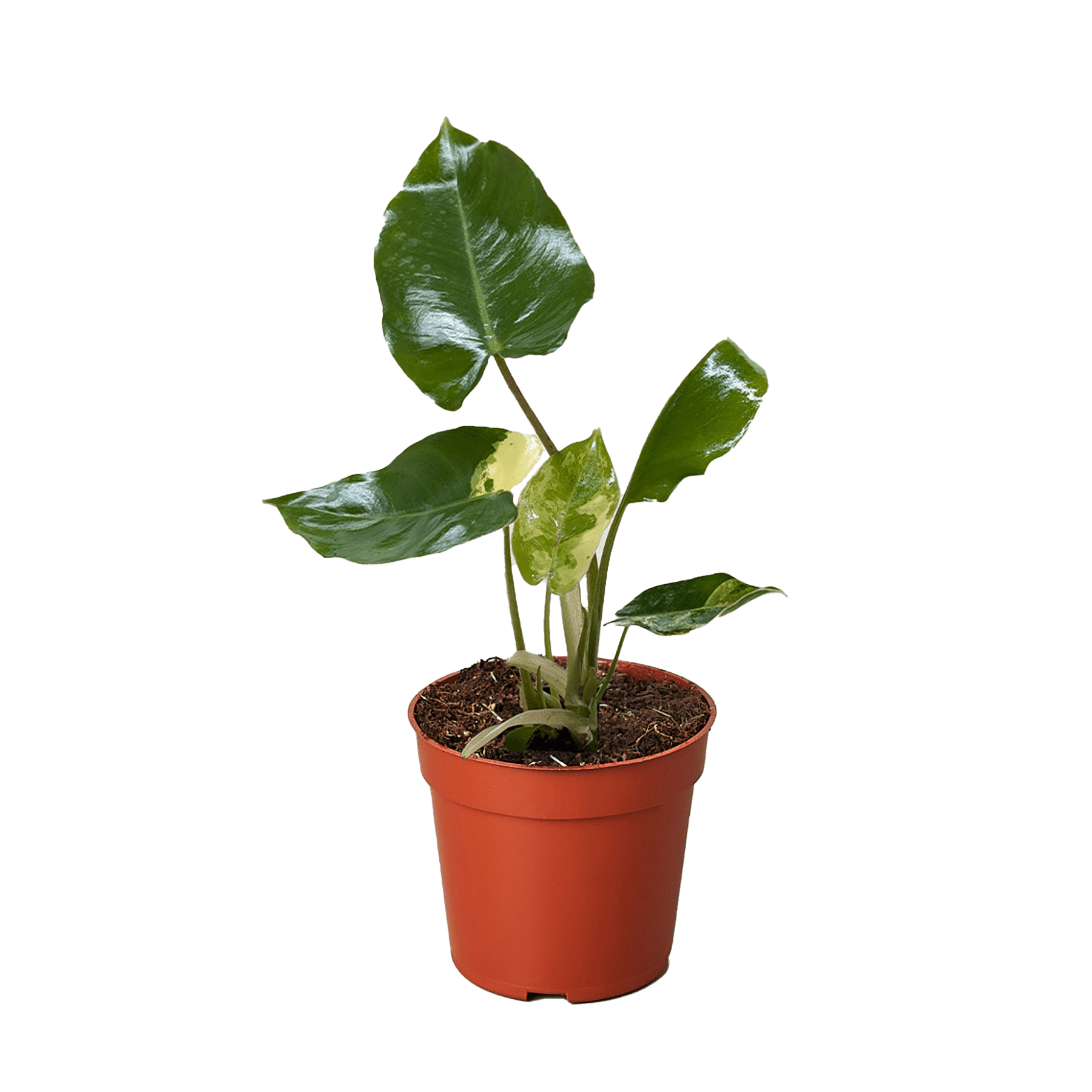 Philodendron Burle Marx Albo - Ethereal Company-Indoor Plants