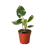Philodendron Burle Marx Albo - Ethereal Company-Indoor Plants