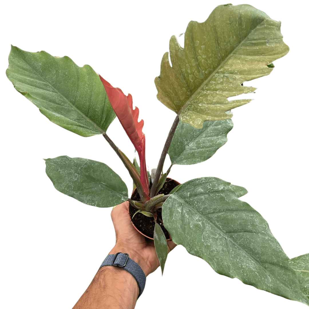 Philodendron Choco Empress - Ethereal Company-