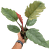 Philodendron Choco Empress - Ethereal Company-