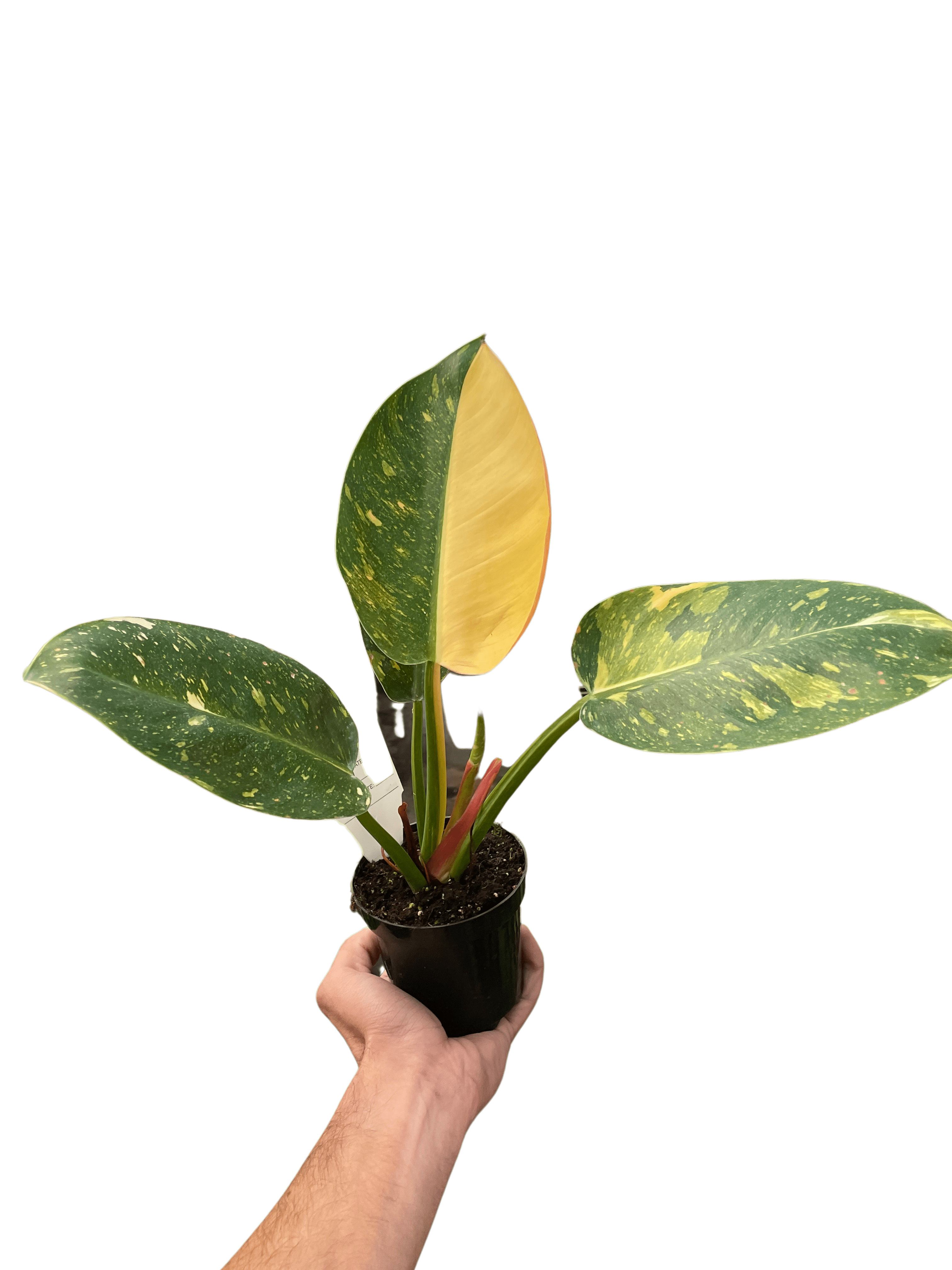Philodendron &