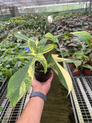 Philodendron Florida Beauty Variegated - Ethereal Company-Indoor Plants