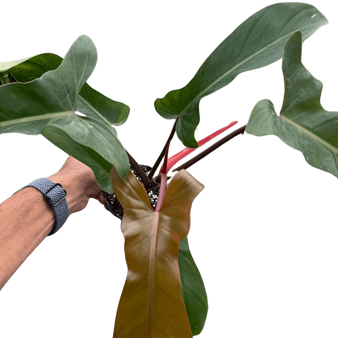 Philodendron &