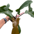 Philodendron &