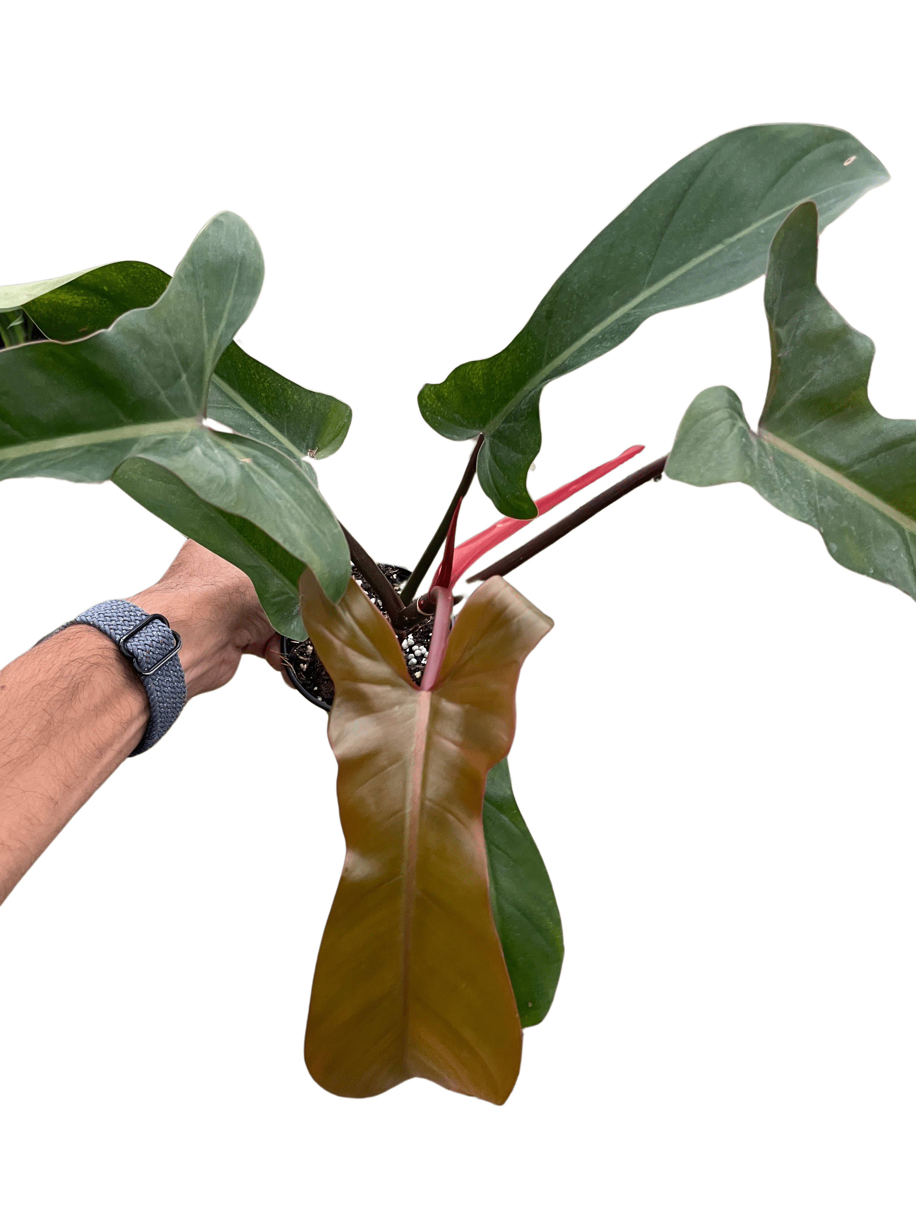 Philodendron &