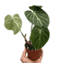 Philodendron Gloriosum - Ethereal Company-Indoor Plants