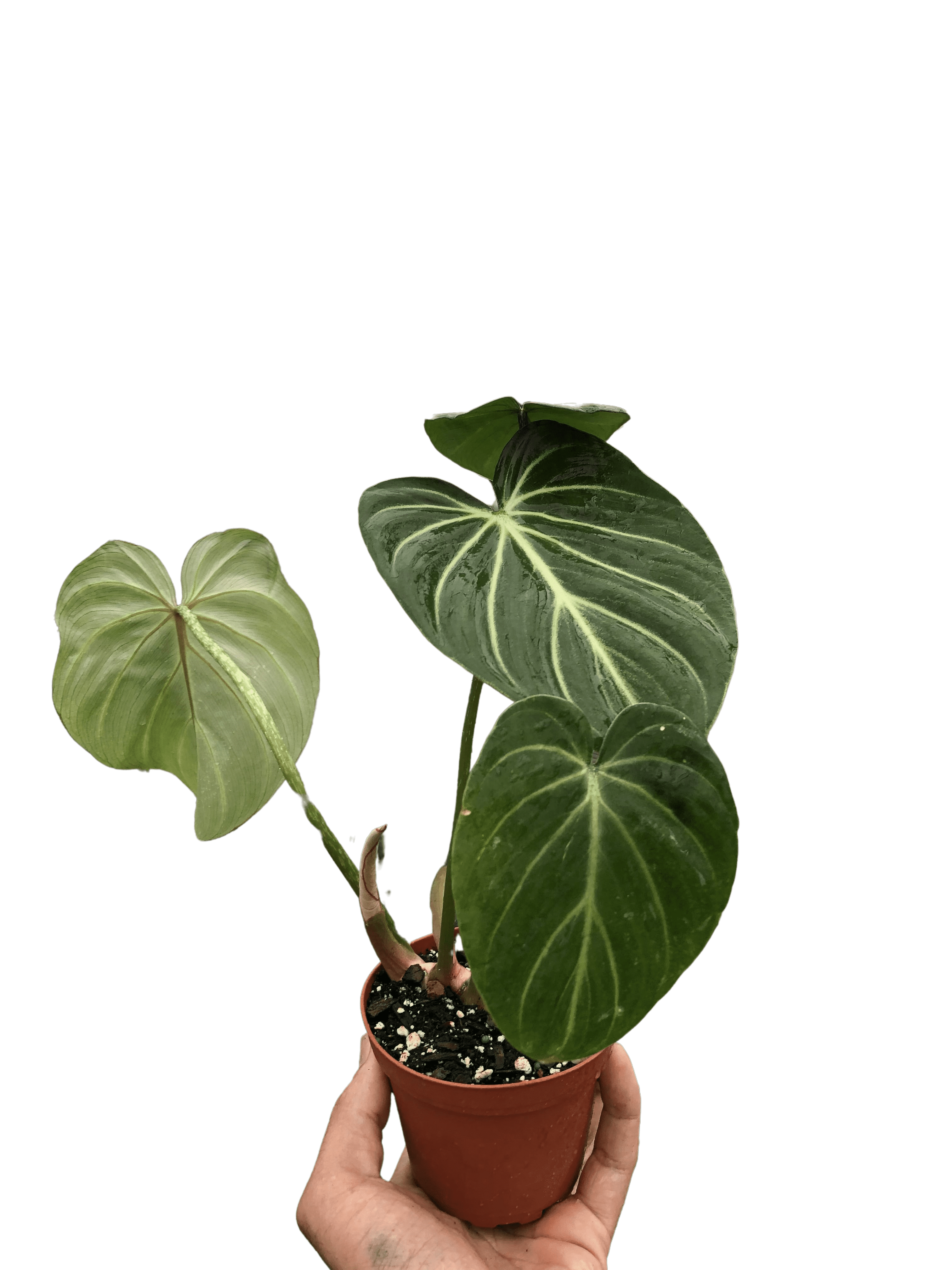 Philodendron Gloriosum - Ethereal Company-Indoor Plants