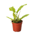 Philodendron &