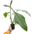 Philodendron &