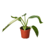 Philodendron Jose Bueno - Ethereal Company-4" Plant